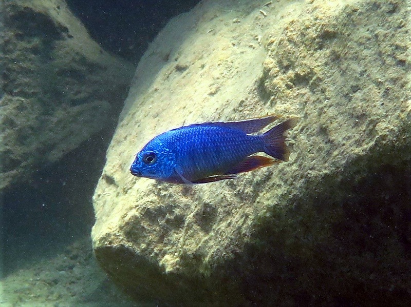 Protomelas taeniolatus 'Lion's Cove'